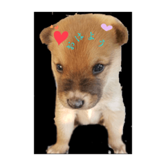 [LINEスタンプ] maron lovelove2