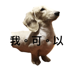 [LINEスタンプ] dachshund BuBu