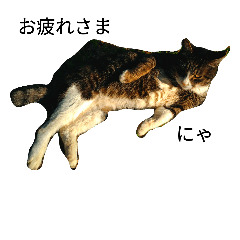 [LINEスタンプ] 野良猫11