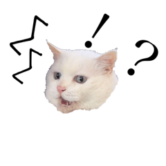 [LINEスタンプ] リアル白ねこ