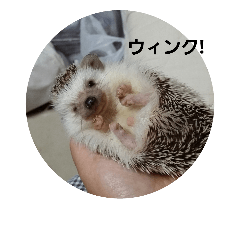 [LINEスタンプ] hedgehog.hatibee2