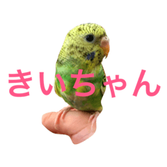 [LINEスタンプ] インコのきいちゃん