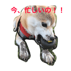 [LINEスタンプ] 柴犬あじサン