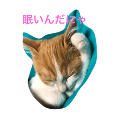 [LINEスタンプ] ニャンコな日々