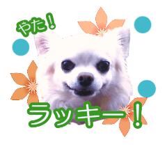 [LINEスタンプ] チワワのラッキー＊日常会話③