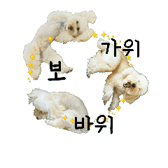 [LINEスタンプ] おうちプードルの韓国語でジャン犬ポン