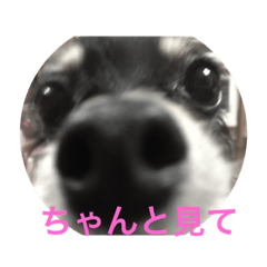 [LINEスタンプ] クロタンチワワのアン