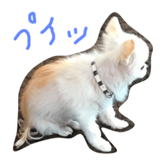 [LINEスタンプ] セナちゃんの日常①