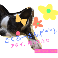 [LINEスタンプ] ボストンテリアのじゃむちゃん