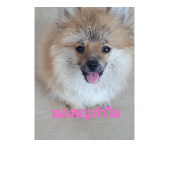 [LINEスタンプ] little cute dog