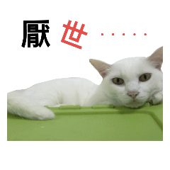 [LINEスタンプ] Cat4321