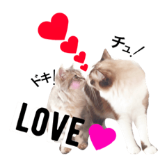 [LINEスタンプ] life  with  two  cats