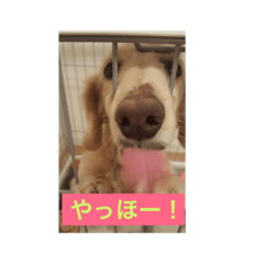 [LINEスタンプ] かわいい犬、まーりー！