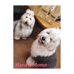 [LINEスタンプ] Momoji＆Hana