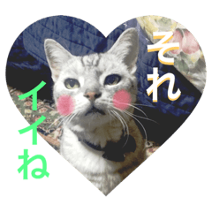 [LINEスタンプ] SORA CAT