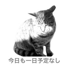 [LINEスタンプ] neetcatjapan