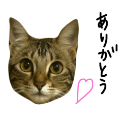 [LINEスタンプ] 日常ねこ