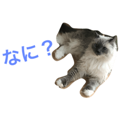 [LINEスタンプ] そらいぶきらぶ