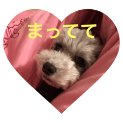 [LINEスタンプ] toy poodle coco.noel