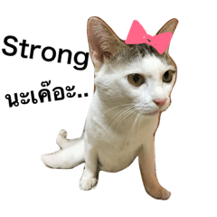 [LINEスタンプ] not my own cats (1)