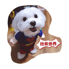 [LINEスタンプ] Cute Maltese-Tung dong dong