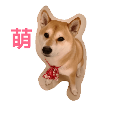 [LINEスタンプ] Messi Shiba Inu