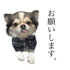 [LINEスタンプ] 小太郎くんの日常