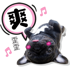 [LINEスタンプ] French Bulldog PANHU