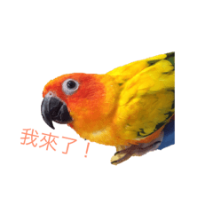 [LINEスタンプ] Daily life of parrot 01