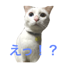 [LINEスタンプ] あおきです