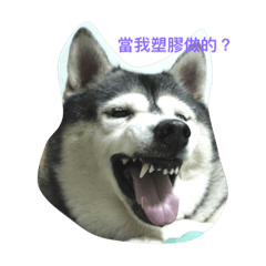 [LINEスタンプ] husky and Border Collie