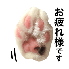 [LINEスタンプ] 三毛猫ジャムの写真（敬語）