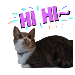 [LINEスタンプ] Meow Ling