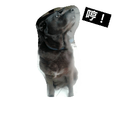 [LINEスタンプ] it's my funny dog