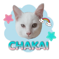 [LINEスタンプ] Chakai:The cat