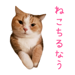 [LINEスタンプ] らむは今日も癒し系