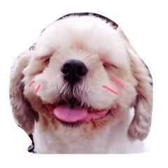 [LINEスタンプ] Happy Bebo dog