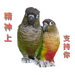 [LINEスタンプ] Seven parrots