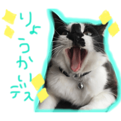 [LINEスタンプ] しじみの毎日