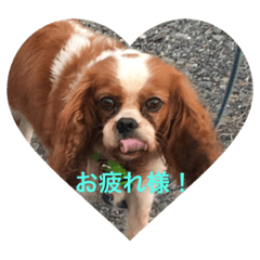 [LINEスタンプ] ブスな犬は好き？