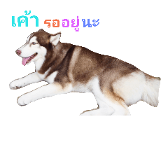 [LINEスタンプ] Animal life V1