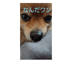 [LINEスタンプ] みんな大好きポメラニアンのもこちゃんだよ