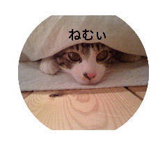 [LINEスタンプ] ねこバージョン