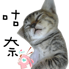 [LINEスタンプ] Practical daily Cute Meow