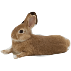 [LINEスタンプ] rabbit rabbit.