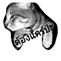 [LINEスタンプ] Meow Meoww