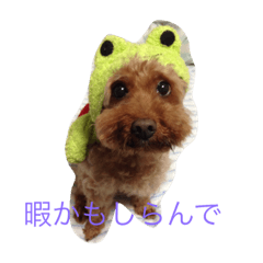 [LINEスタンプ] 関西のちょこ