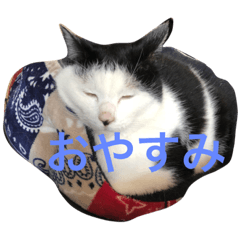 [LINEスタンプ] 猫が好きスタンプ