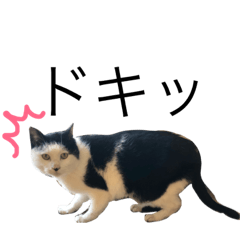 [LINEスタンプ] どうでもいいスタンプ