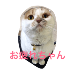 [LINEスタンプ] こむぎの日常1